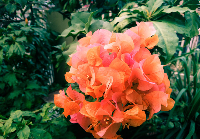 【Photoshop】背景をぼかしてフォーカスする方法【簡単チュートリアル】