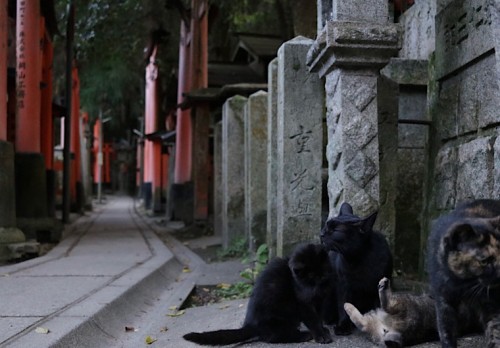 「ゲゲゲのお話」続編