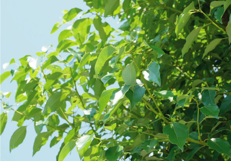 FUJIFILM X-T30がいい！